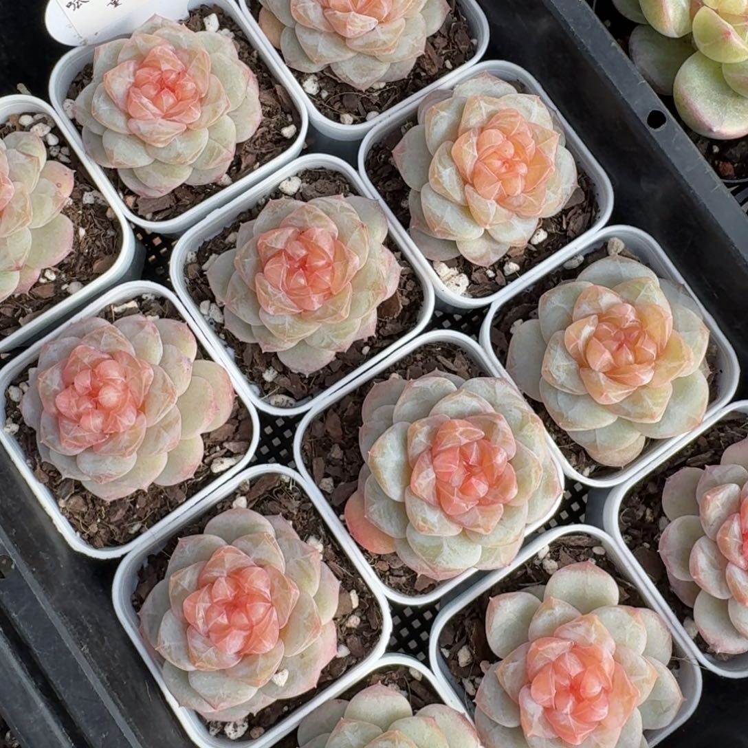 1212-039-零零珍妮一颗量拍