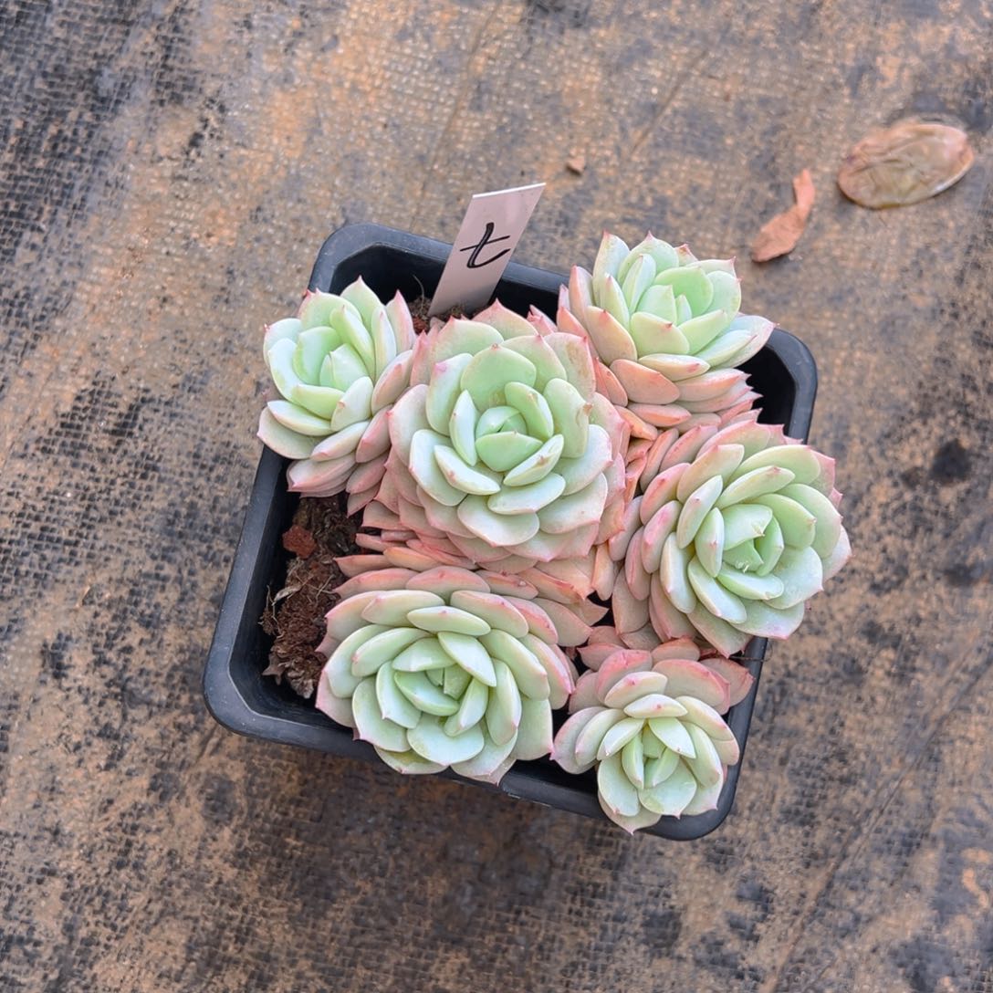 香玉的故事是一个人的