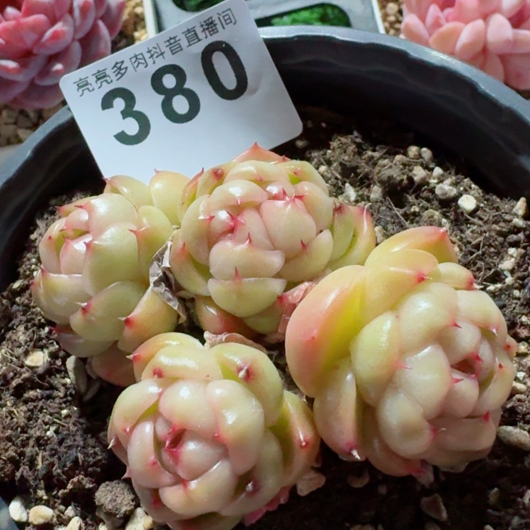 莱拉珍妮         精品多肉