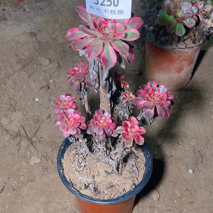 3250香奈尔多肉植物