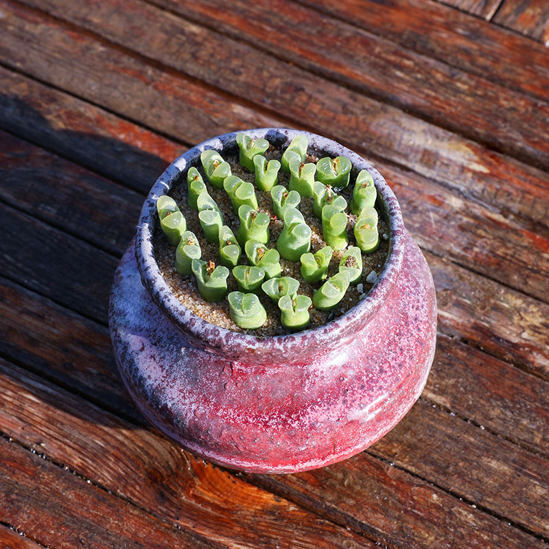 肉锥奶瓶风铃10颗 多肉植物番杏科阳台迷你创意盆栽