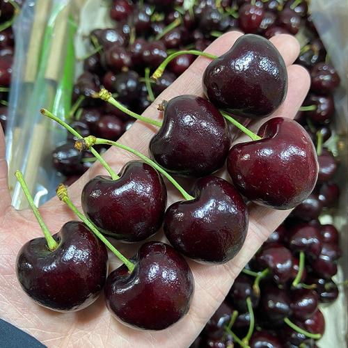 4J车厘子5斤空运（桑提娜1件）内附果径卡桑提娜智利