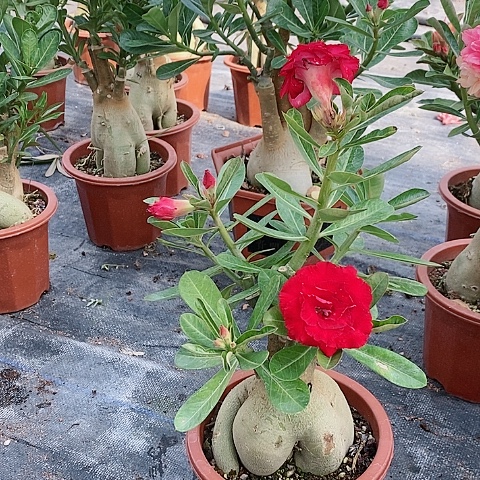 【闪购商品】无花朵老****.