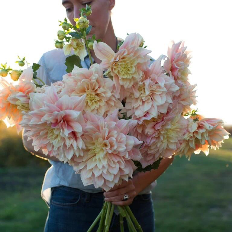 (爆发)大丽花进口多年生盆栽地栽送肥料