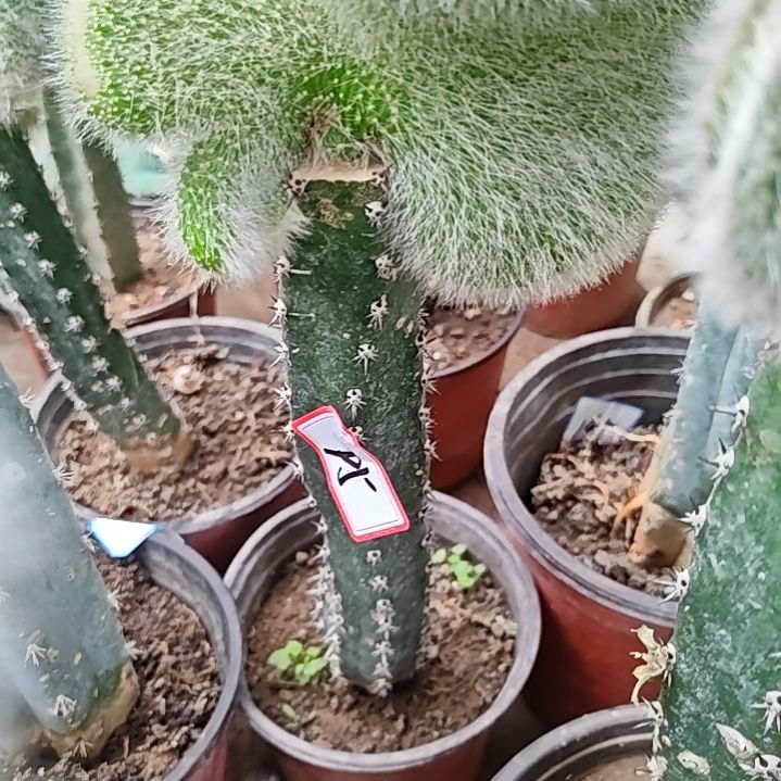 想***念九尾狐缀化秀普嫁接补差95