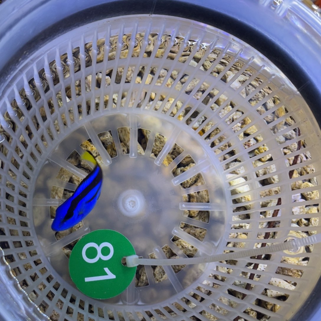 海水鱼蓝调一条顺丰包邮