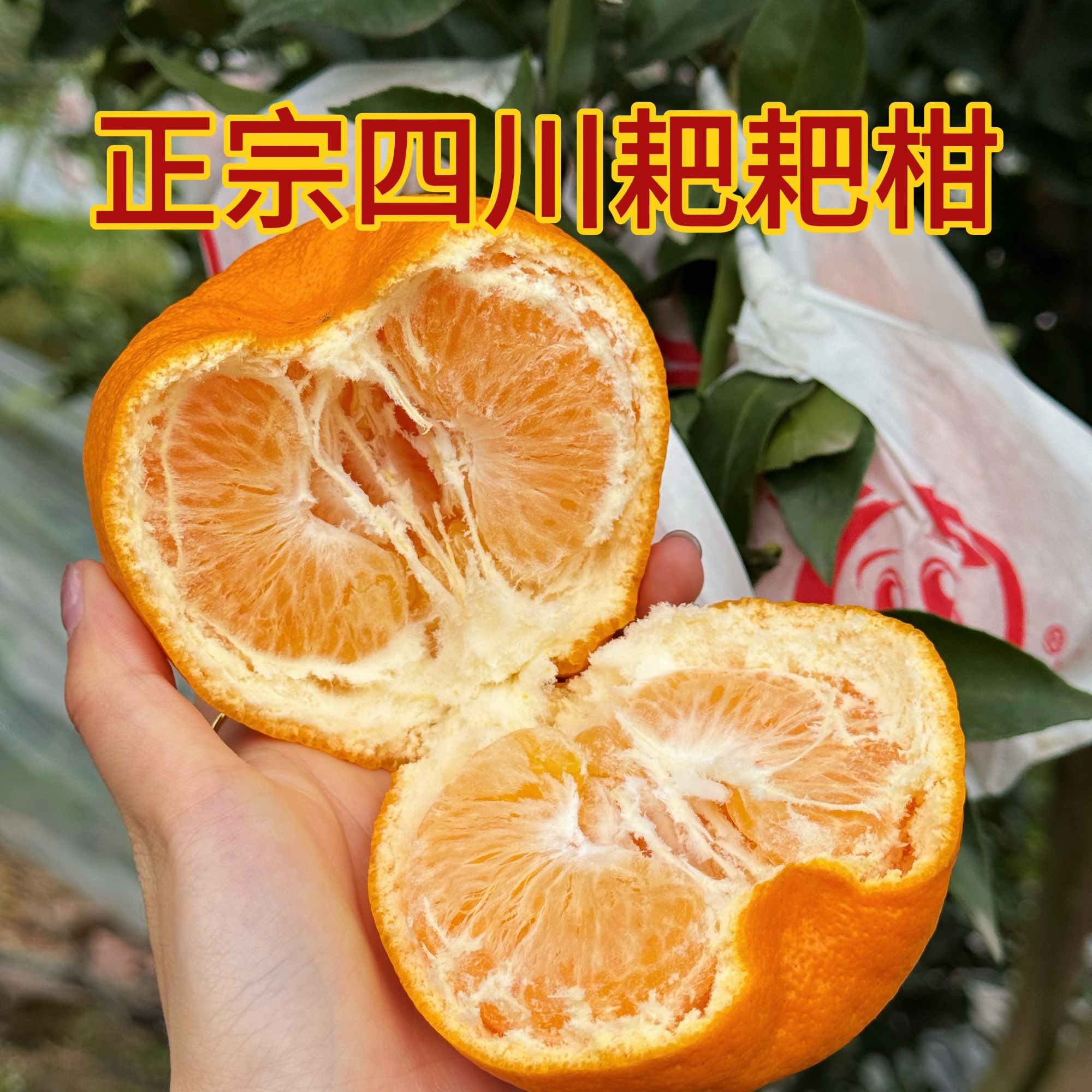 【新鲜采摘】四川浦江春见耙耙柑新鲜应季水果园直发坏果包赔