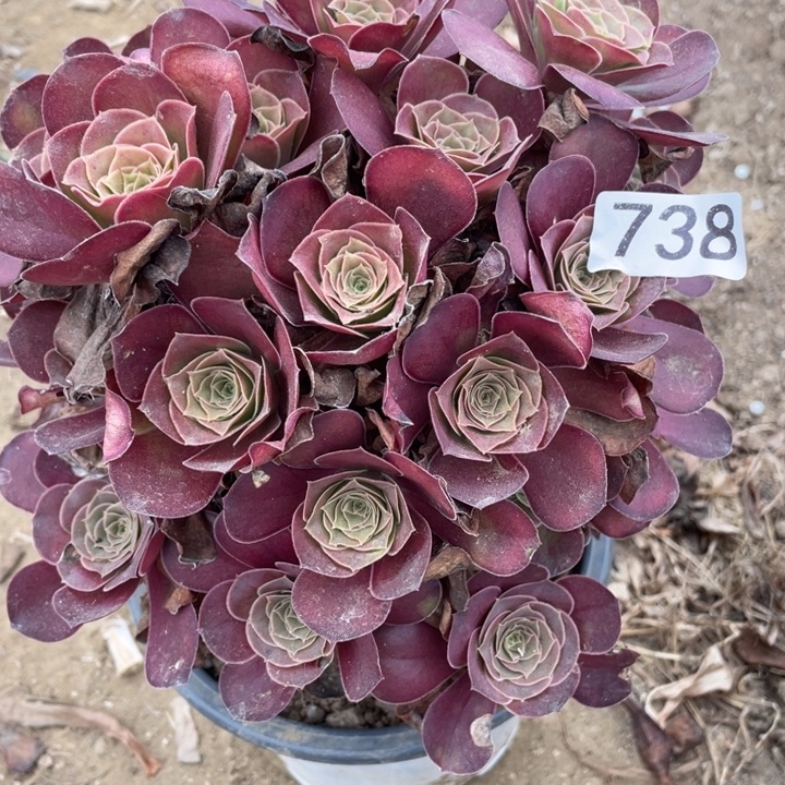 无花朵738多肉植物魅金