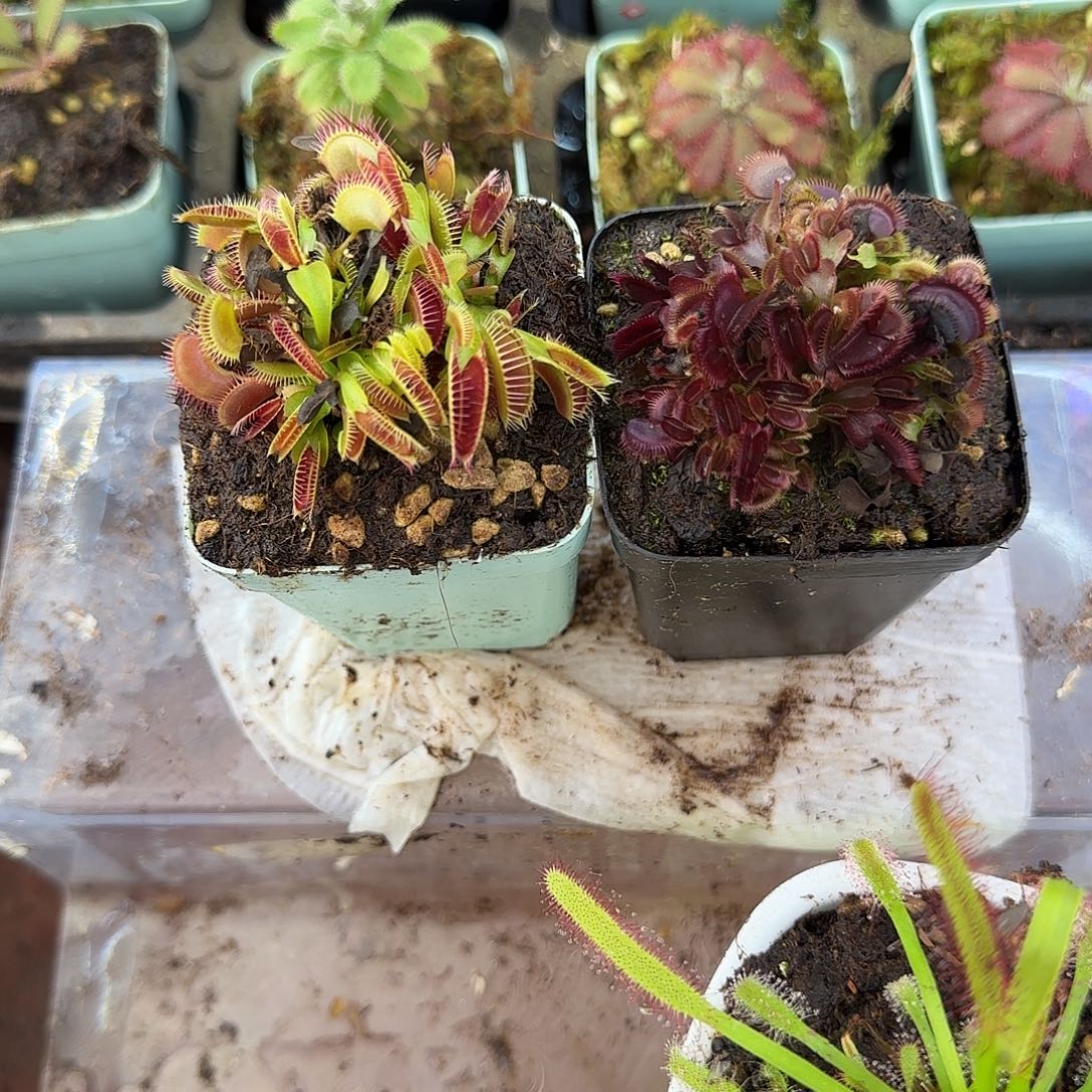 无花朵红色食人鱼和大嘴