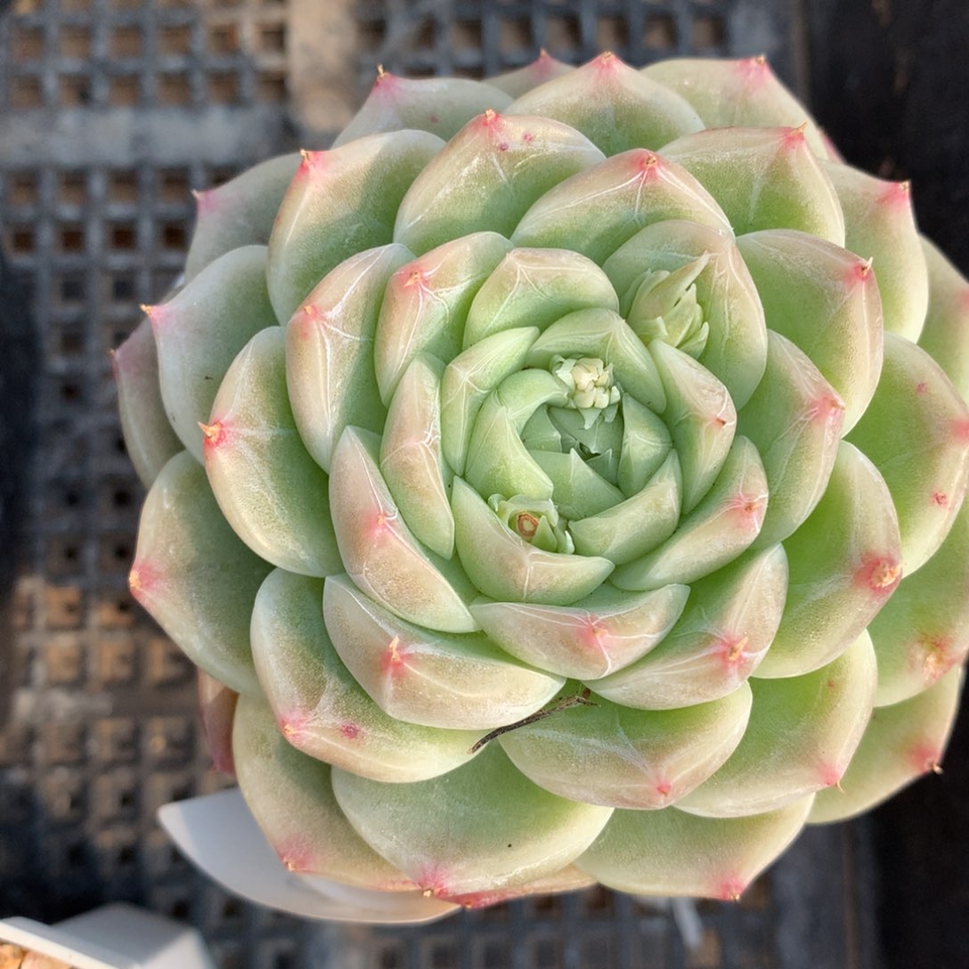 0308-52 珍妮优选