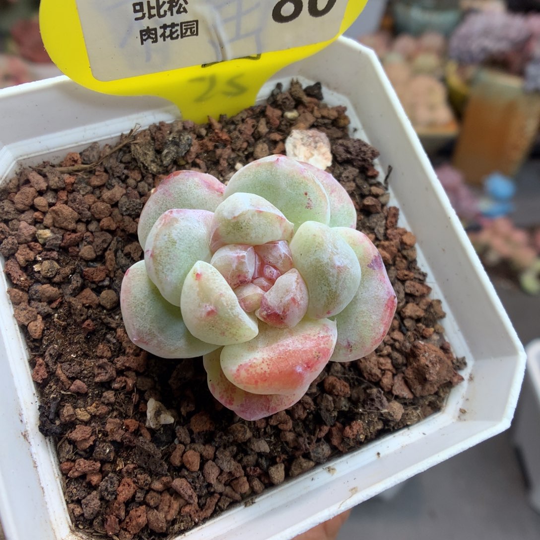 80冰玉石化多肉彩色