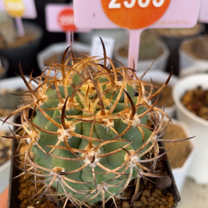 实生五百津玉2583