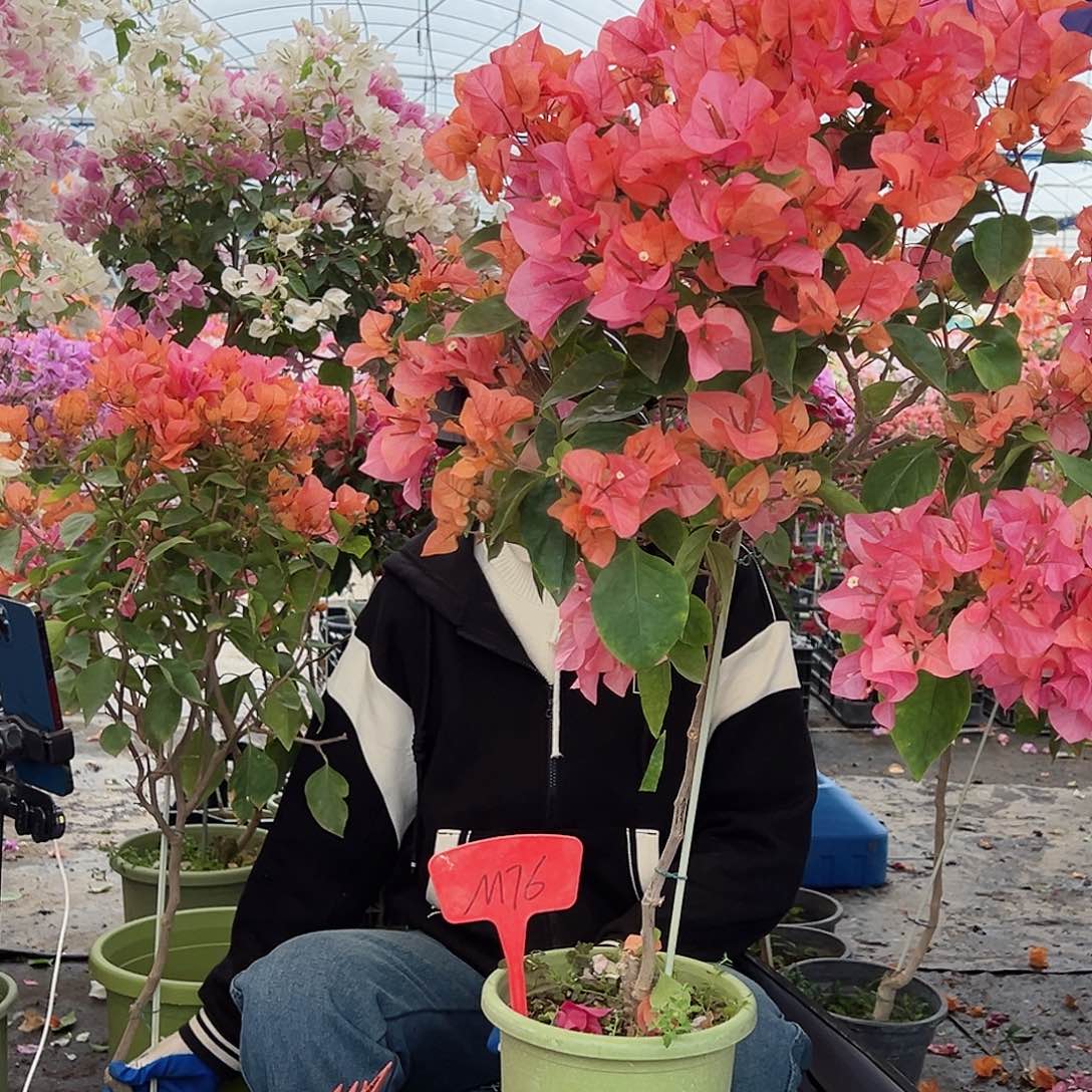 *****大部分花苞少量开放M76波妹