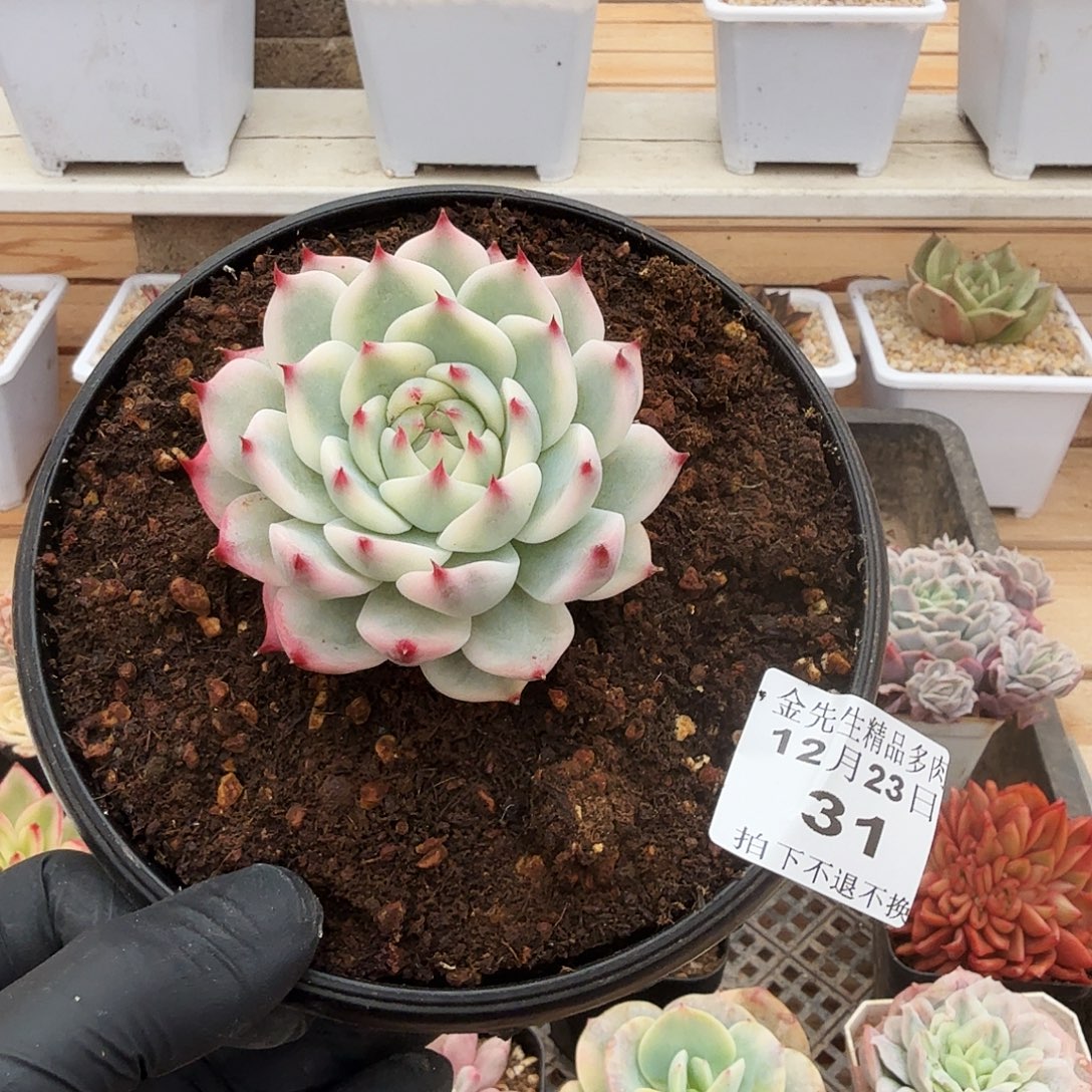 1223-31吉娃娃锦单头