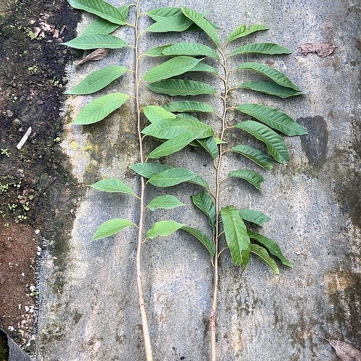 @***淡天使2579996436843