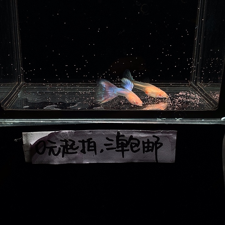 孔雀鱼天使彩虹一对
