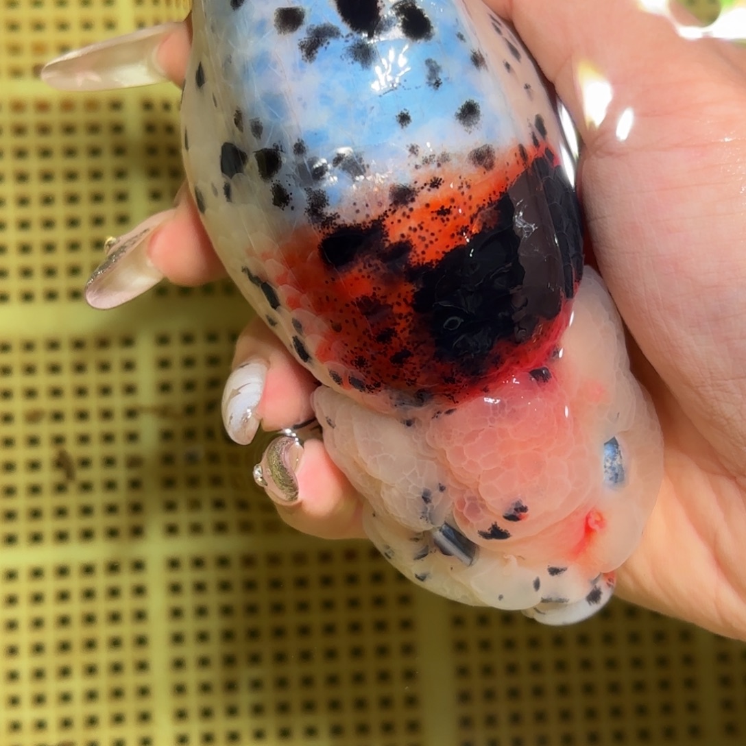 A***n金鱼拍包装包邮，不拍包装运费到付