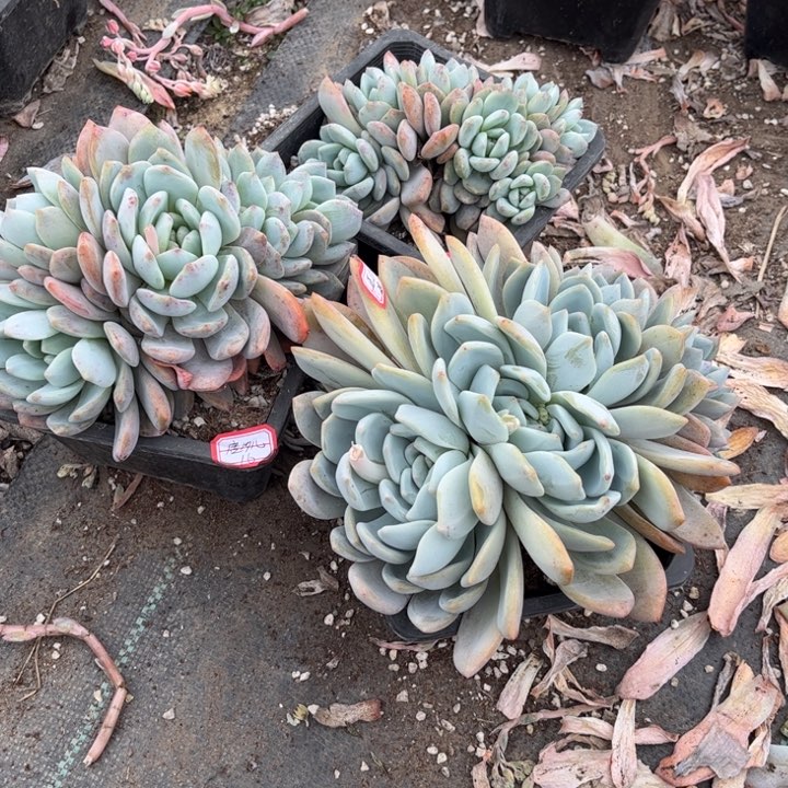 唐*儿橙梦露三颗140盆