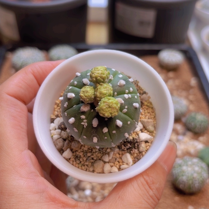 实生福袋奇迹超兜