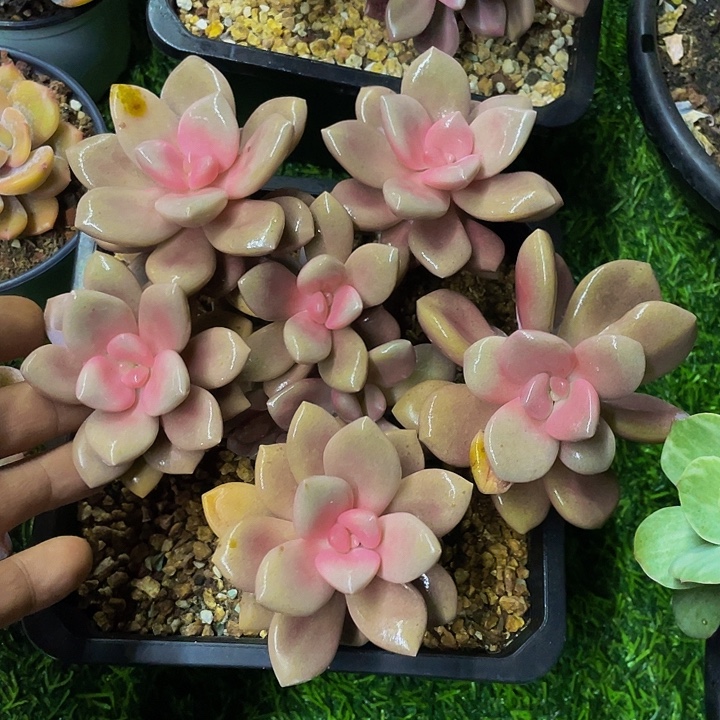 桃霜一物一拍哦哦哦