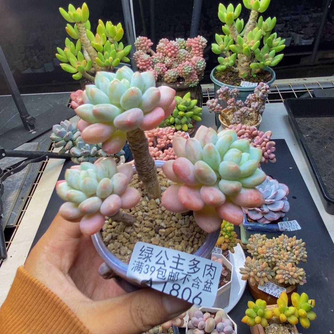 大****n806鱼子酱多肉7c m
