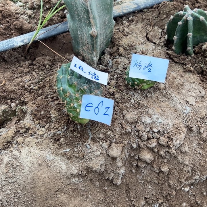 心***缘E62两个仙人球侧芽15