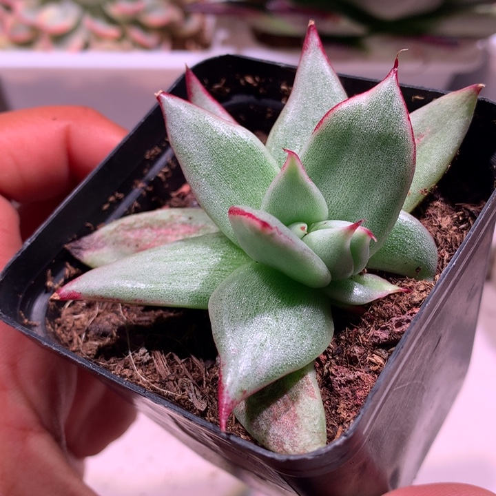 乌木锦有点石化锦锦锦
