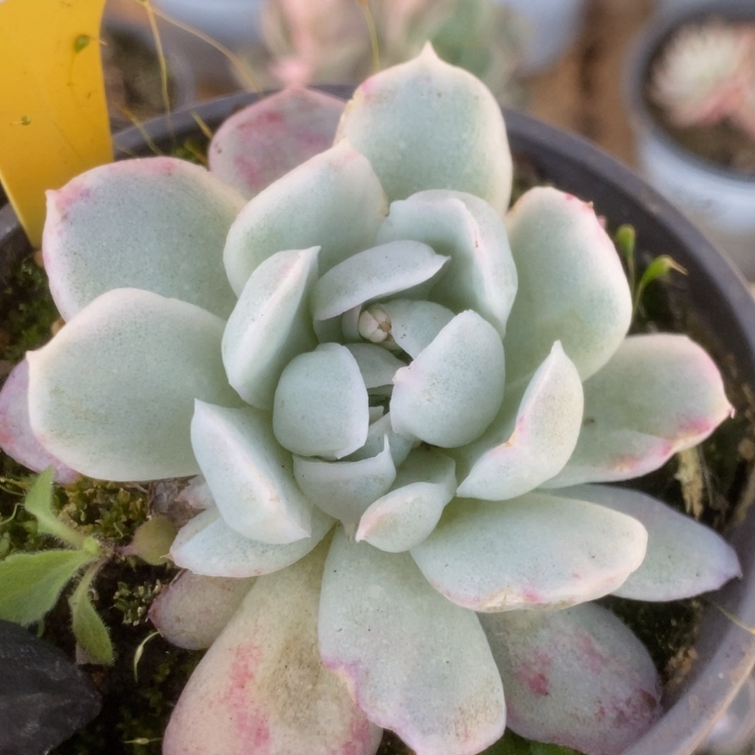 453东云杂锦锦锦锦锦