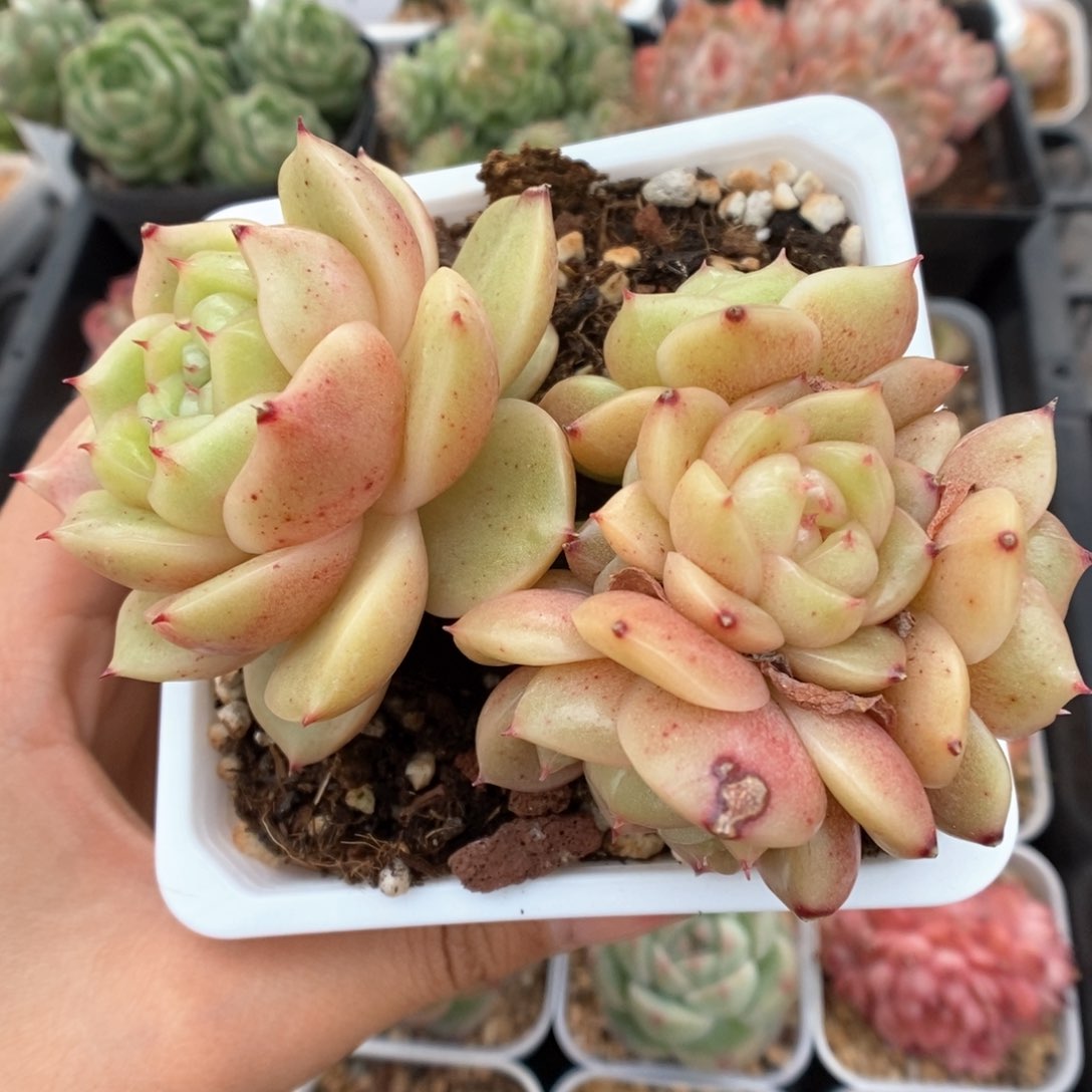 玉芷珍妮群生可拍773号。