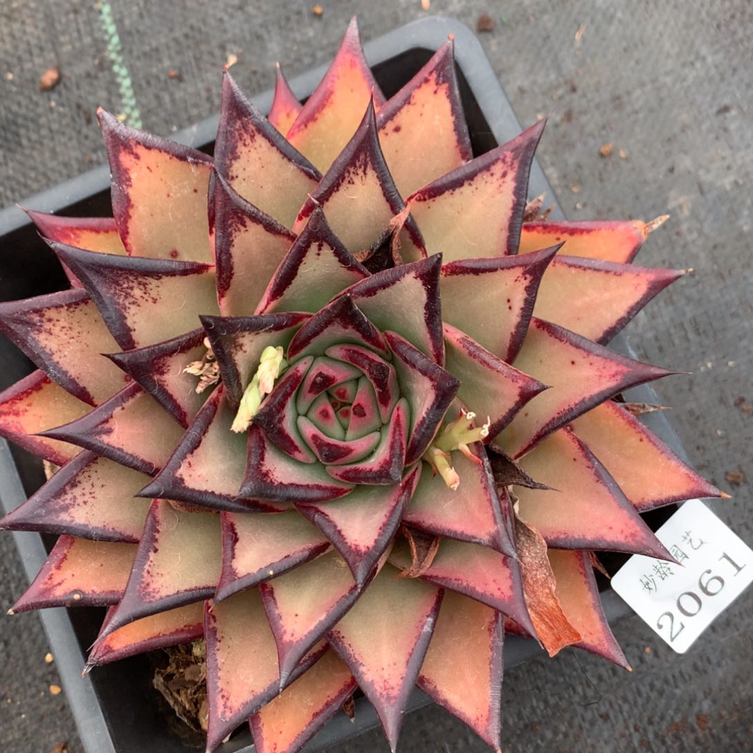 2061杂交精品基地15厘米