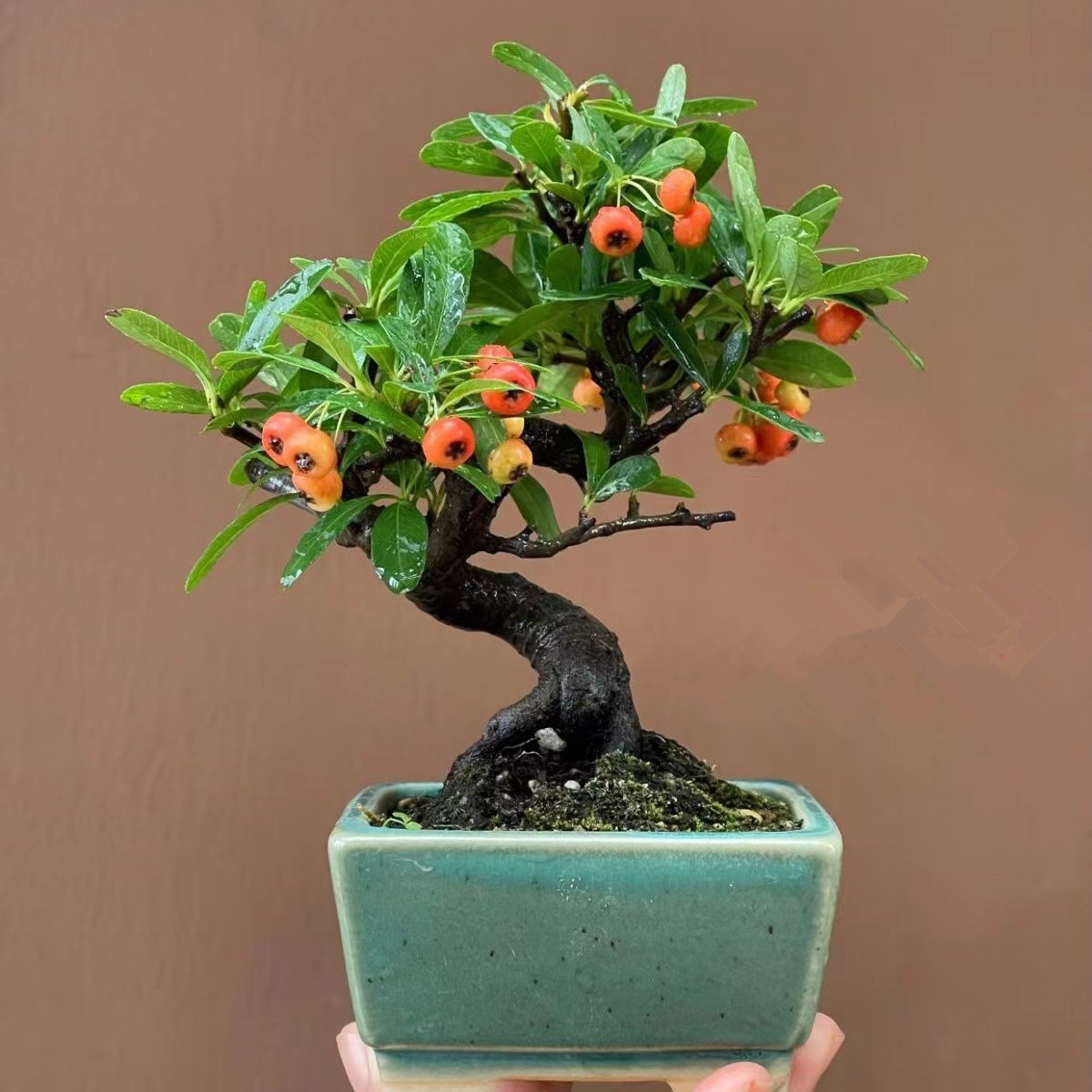 直播一物一拍火棘盆景吉祥果满堂红观果植物四季常青耐寒植物盆栽