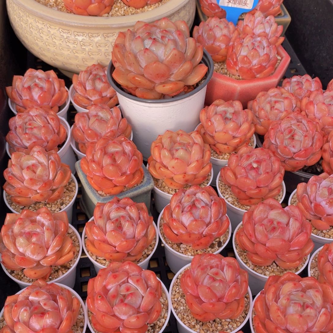 量拍66号 果冻韩版仙女橙单头5个