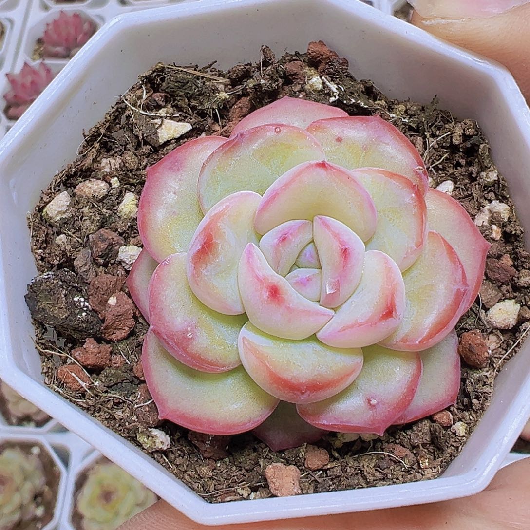 8角盆果冻泡芙19包邮