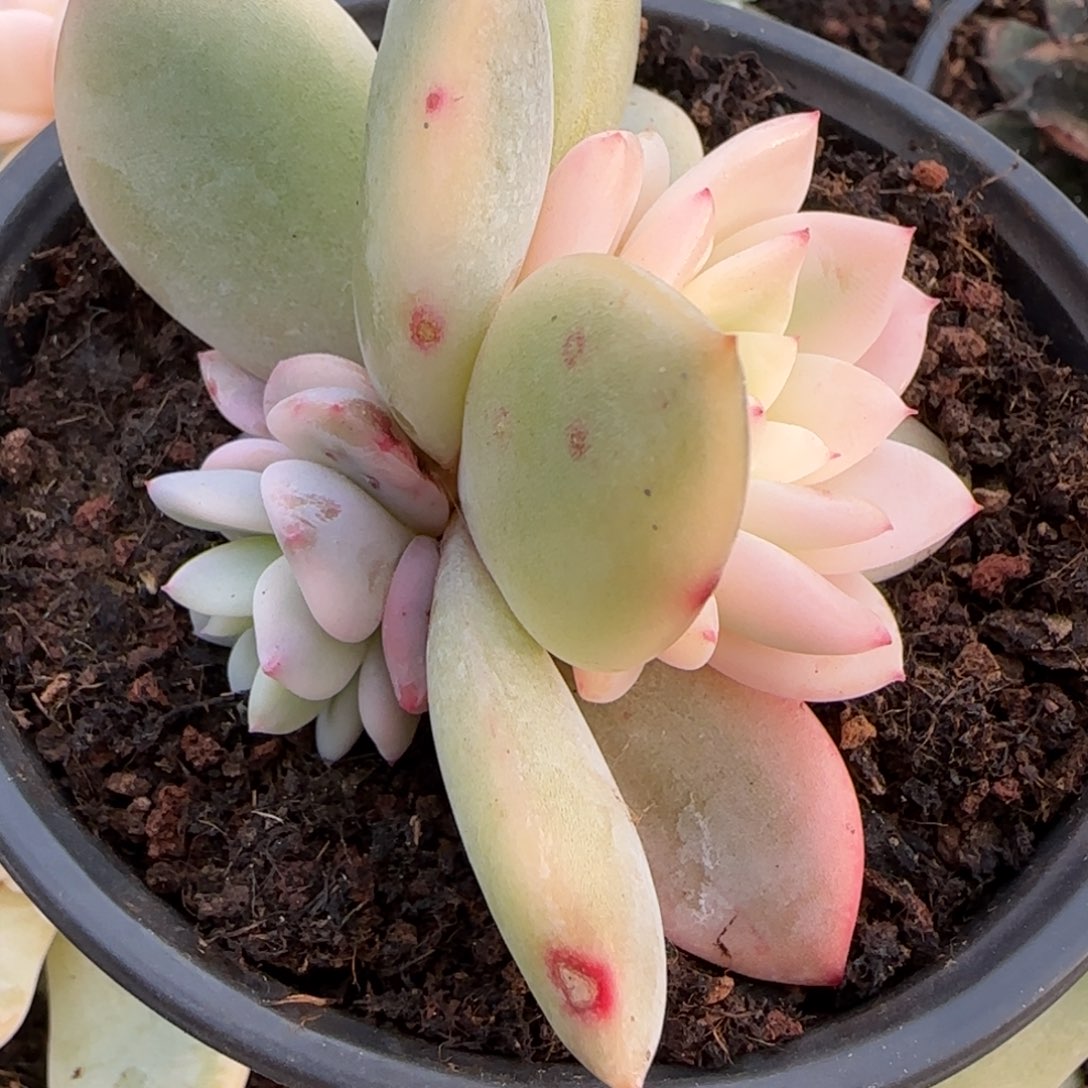 梦露锦底座  多肉植物