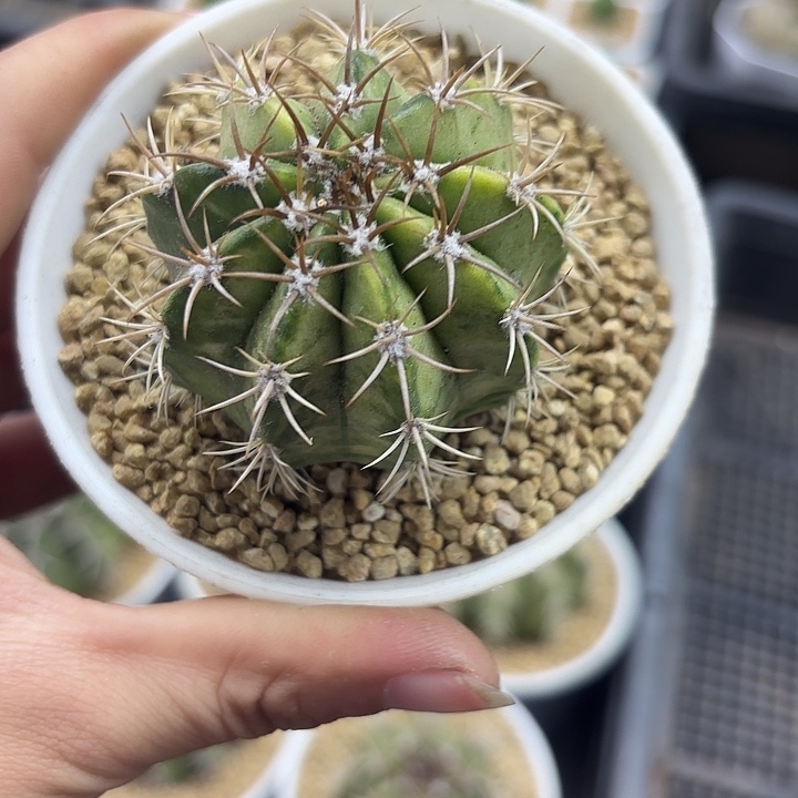     魔云锦实生万象盆一盆