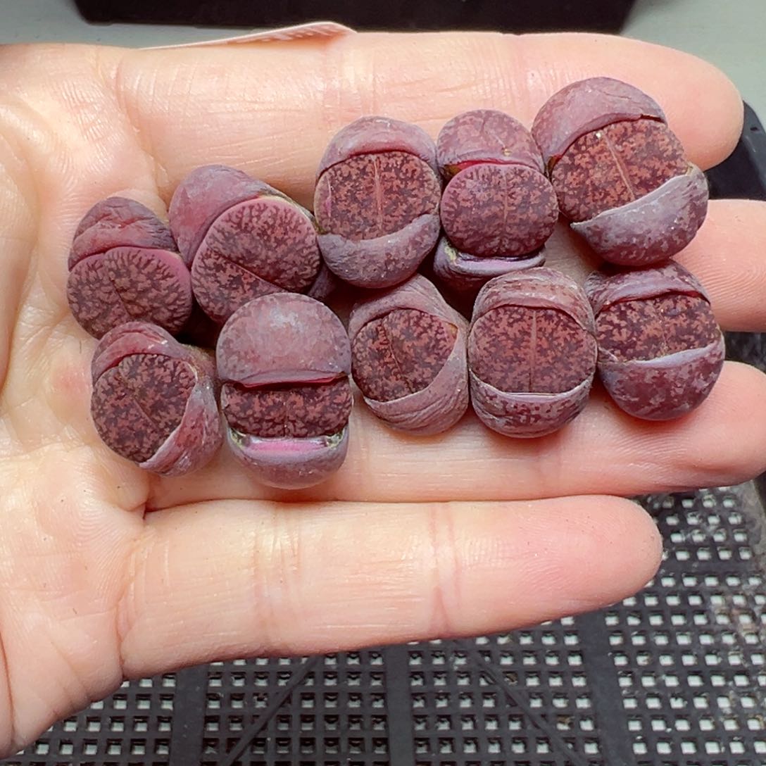 【闪购商品】800……