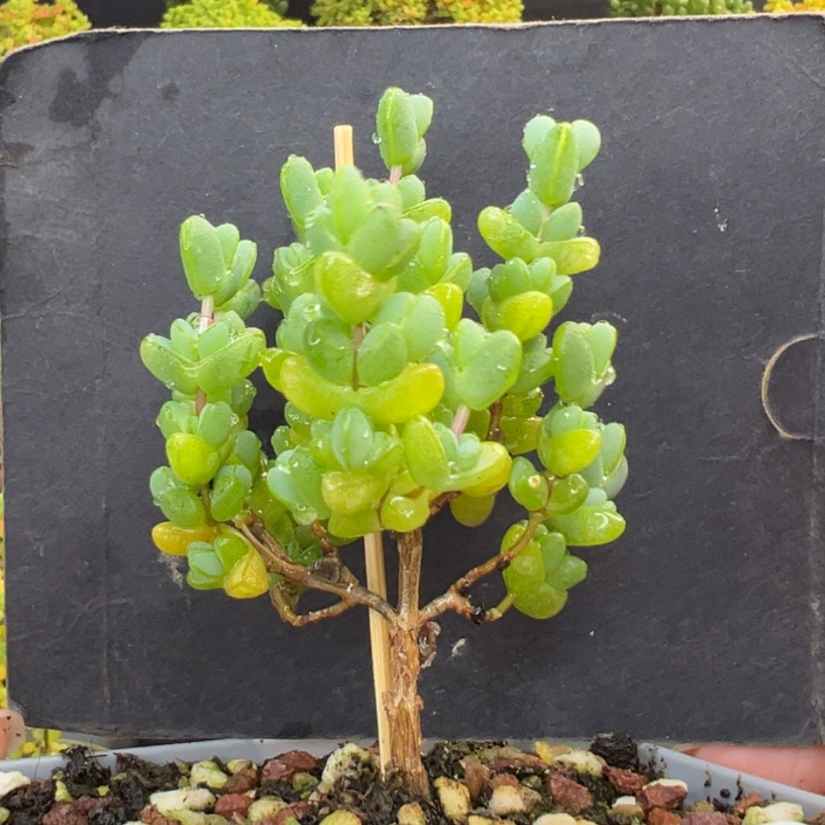 【闪购商品】星***晶dy6501元宝冠幅5cm送小一颗