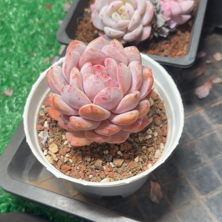 脱土一颗好看吗橙梦露