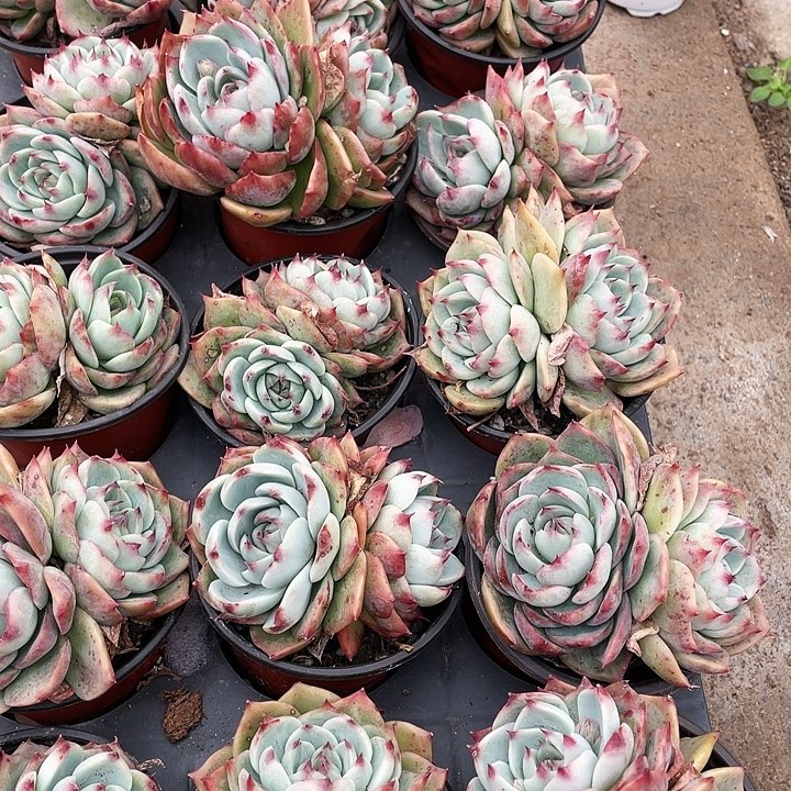 原始惊鸿仙子9.9一盆