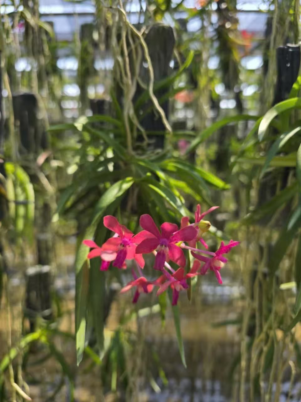 风兰色花＇种植成活，养护难度低，浓香