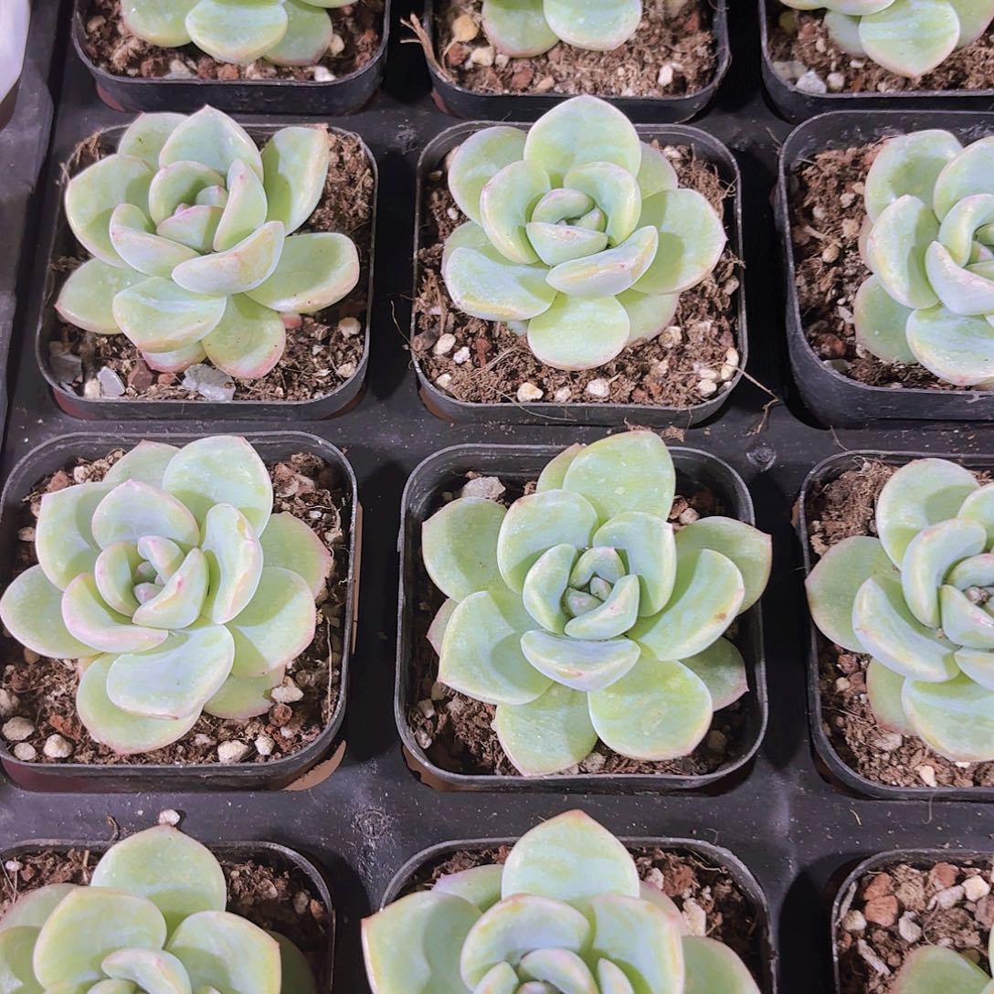 精品大泡芙多肉植物