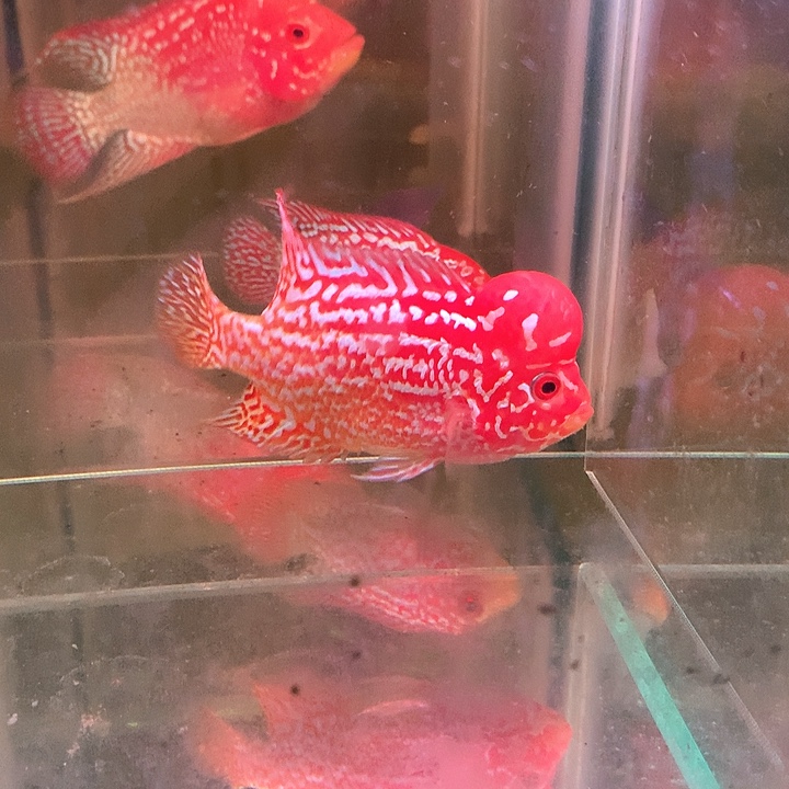 罗汉鱼火凤凰888888888888