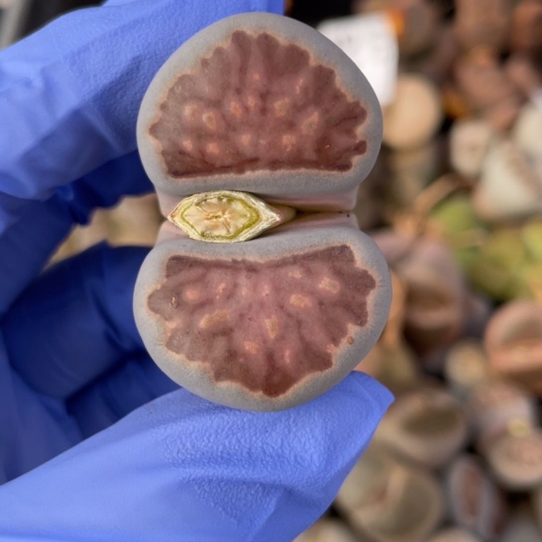 非偏远满20包邮573