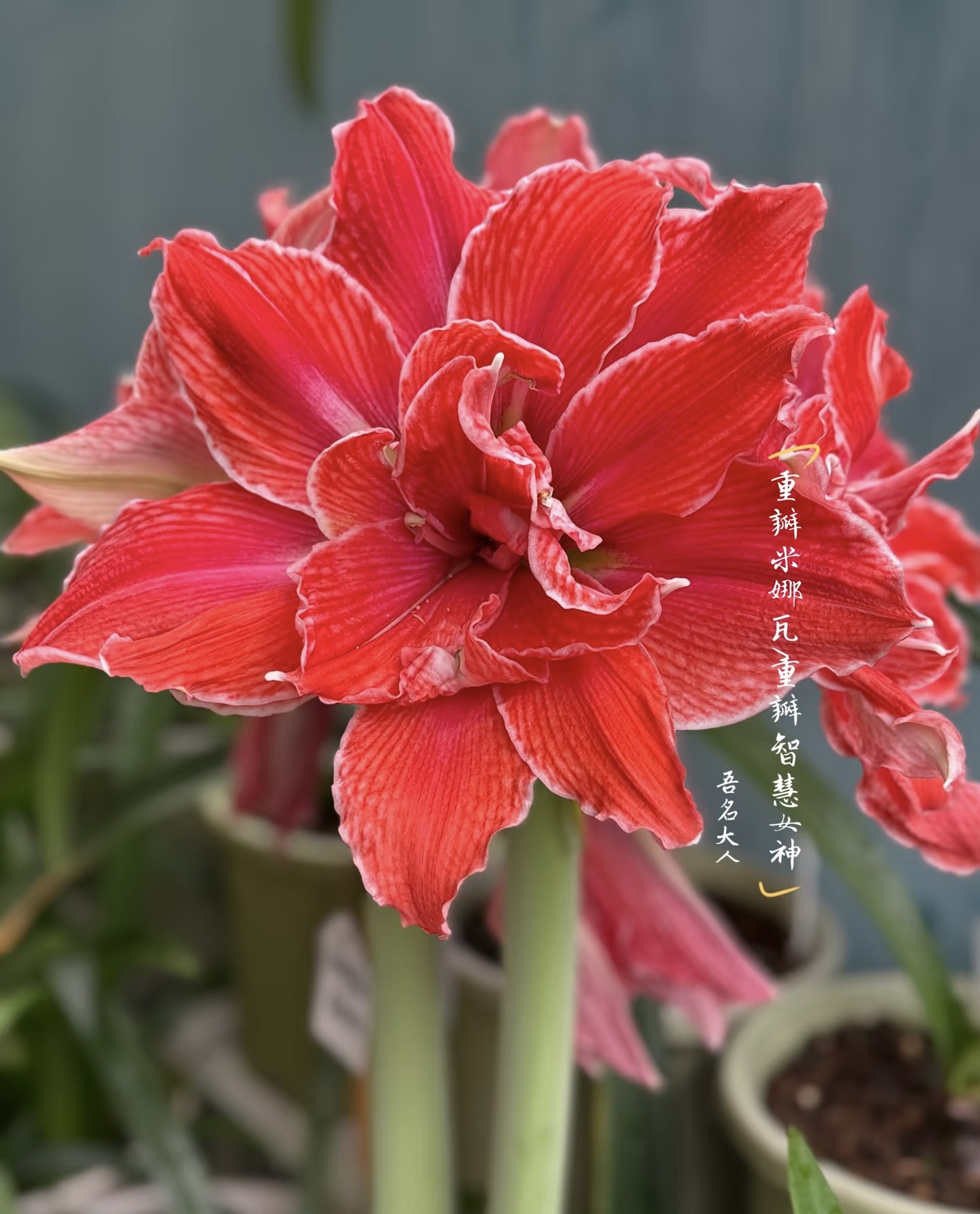 栖野绿境 荷兰进口重瓣朱顶红【重瓣米娜瓦】1颗包邮