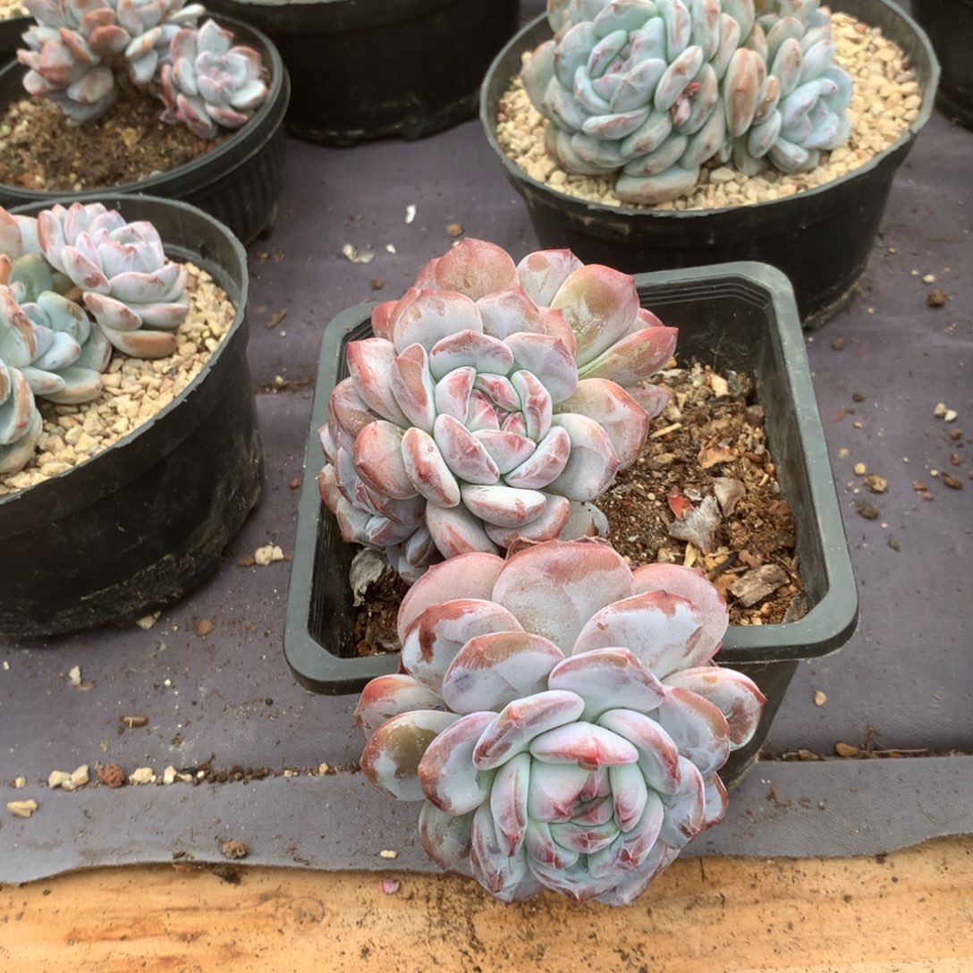 四***子无花朵四喜丸子哈哈哈哈哈哈哈哈