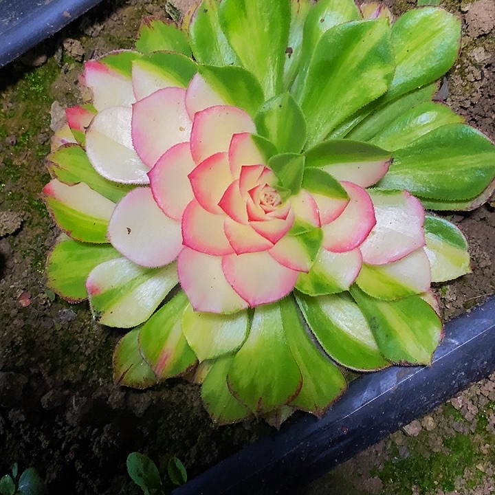 知否一圈侧芽多肉植物