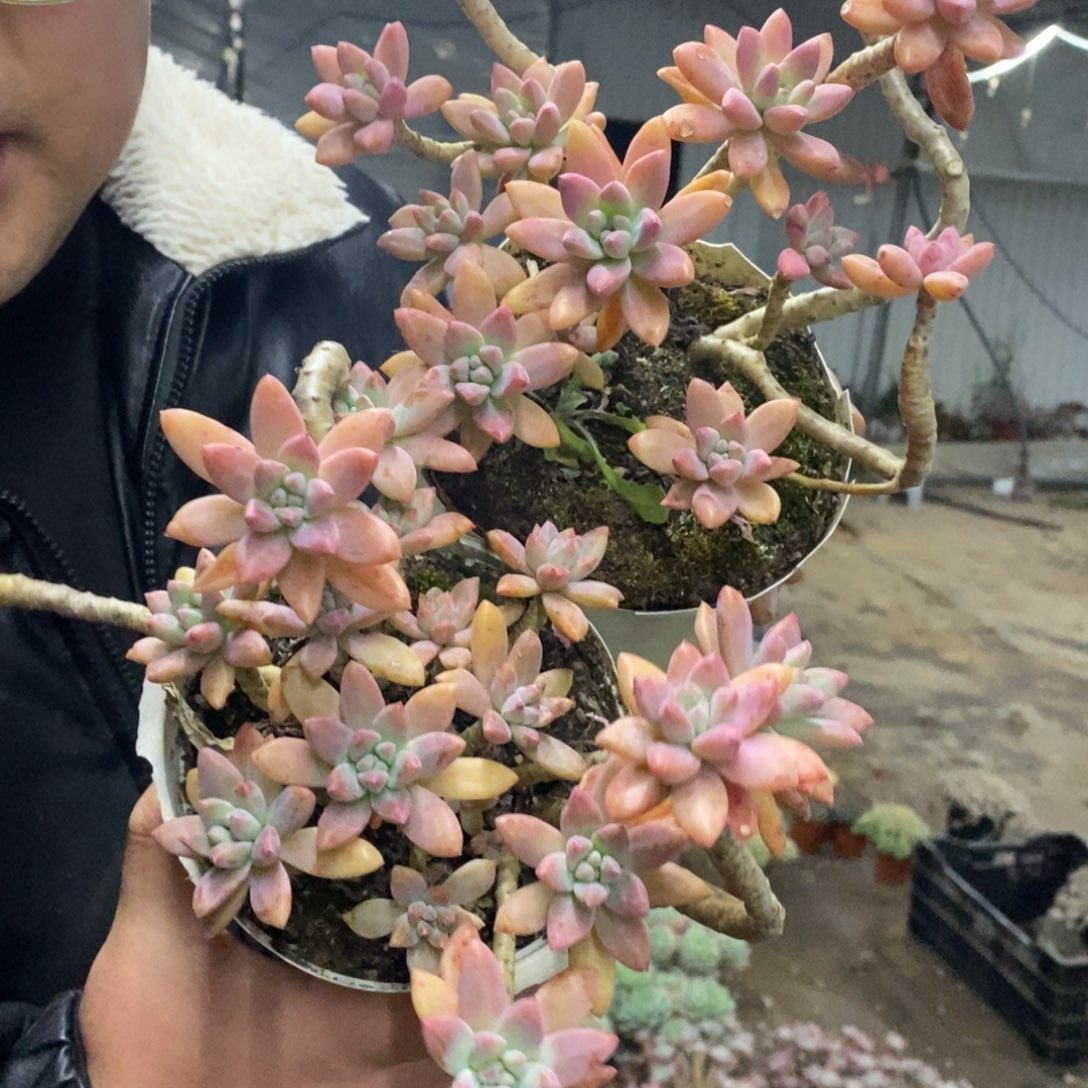 秋丽整桩两盆，160杯