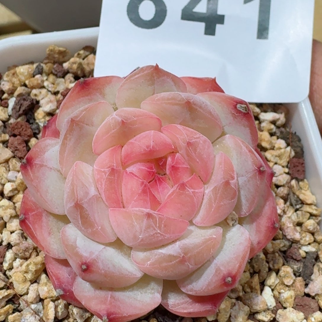 美心         精品多肉