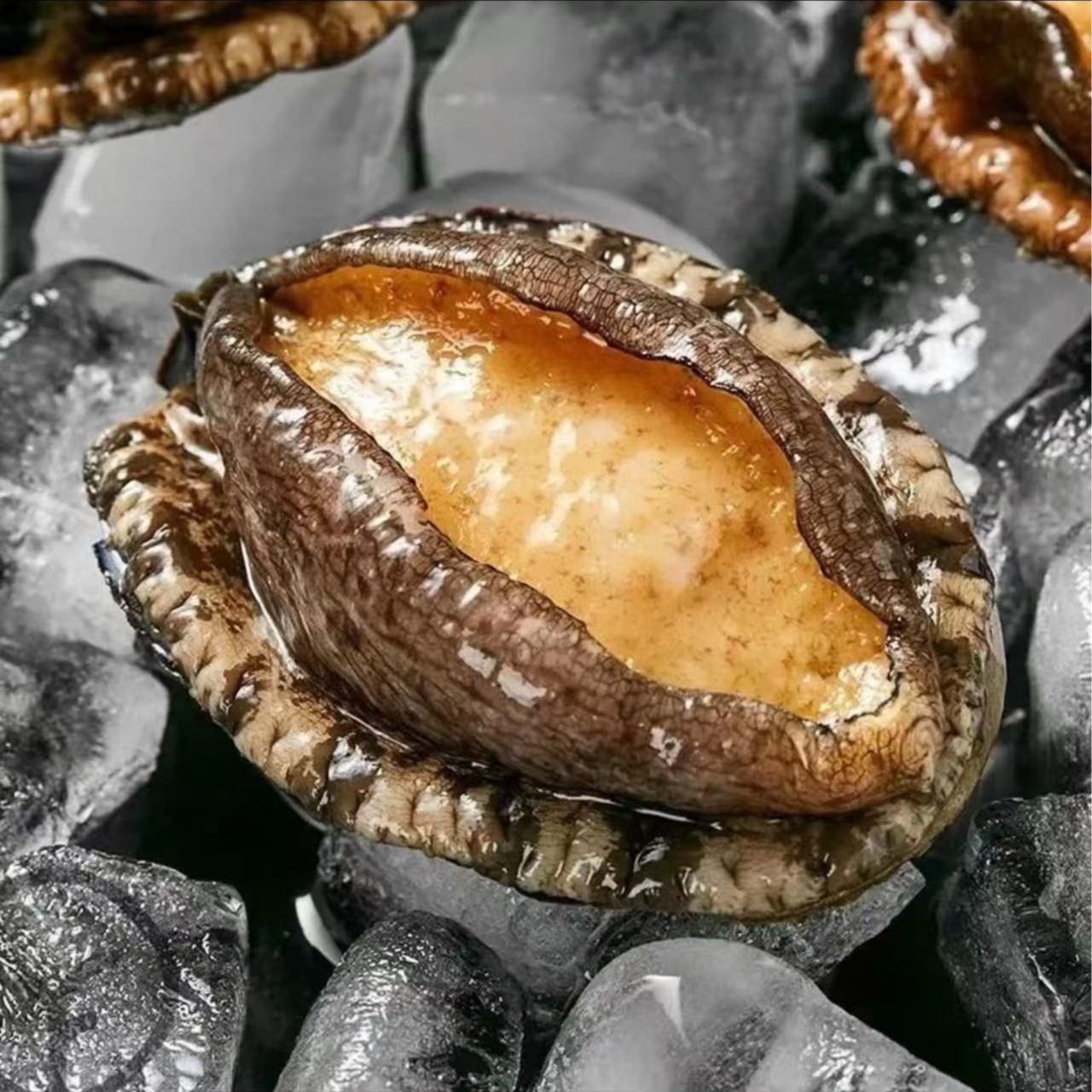 【粉丝福利】9.9元3个鲍鱼约41克