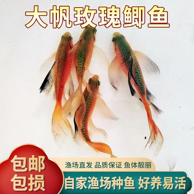 陕西发货长尾咖啡玫瑰鲫冷水好养耐活皮实可混养可繁殖新手好养